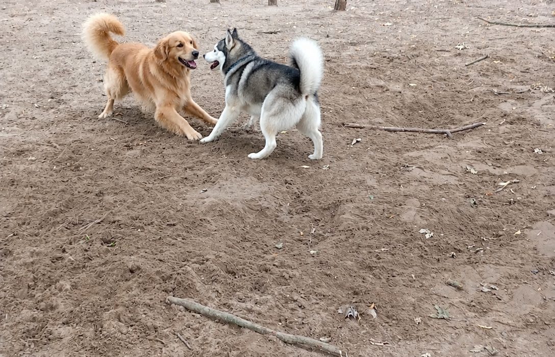 Zwei spielende Hunde auf dem Sandboden