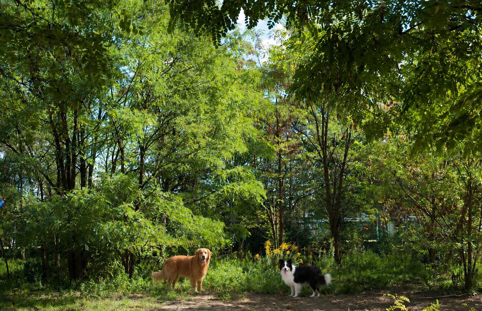 Hunde beim Spielen auf dem Gelände