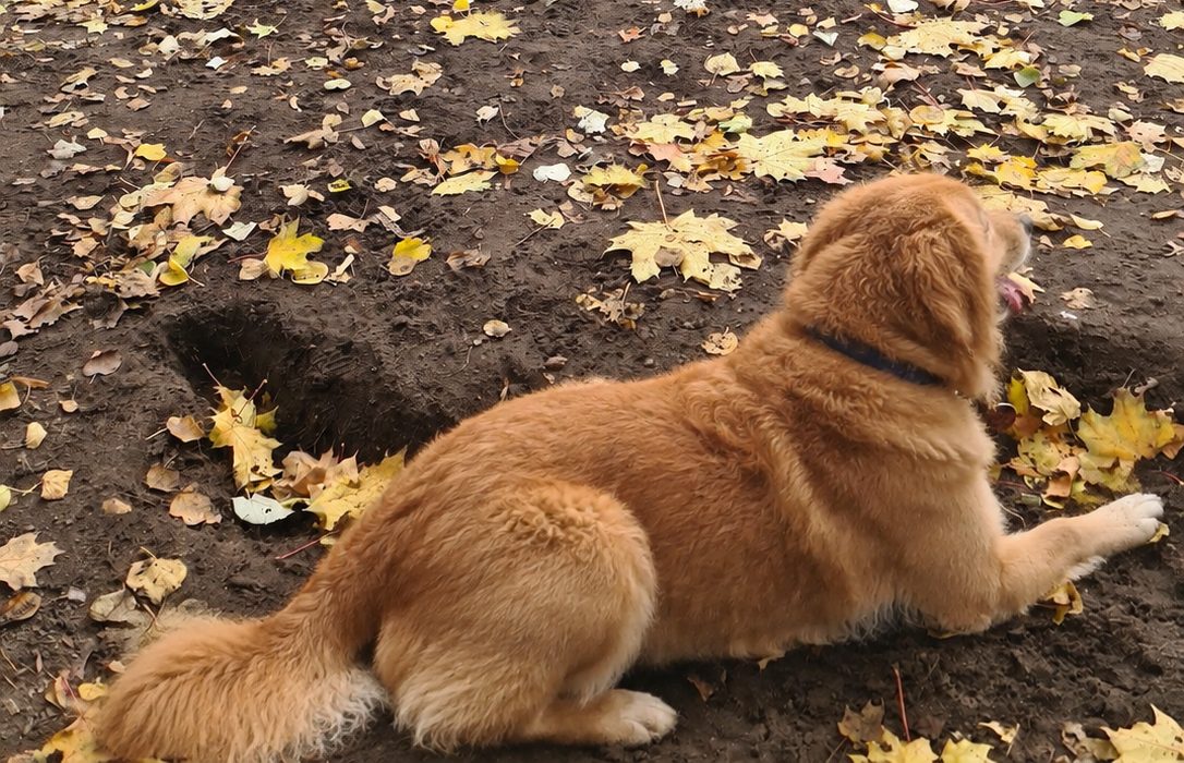 Liegender Hund im Herbstlaub