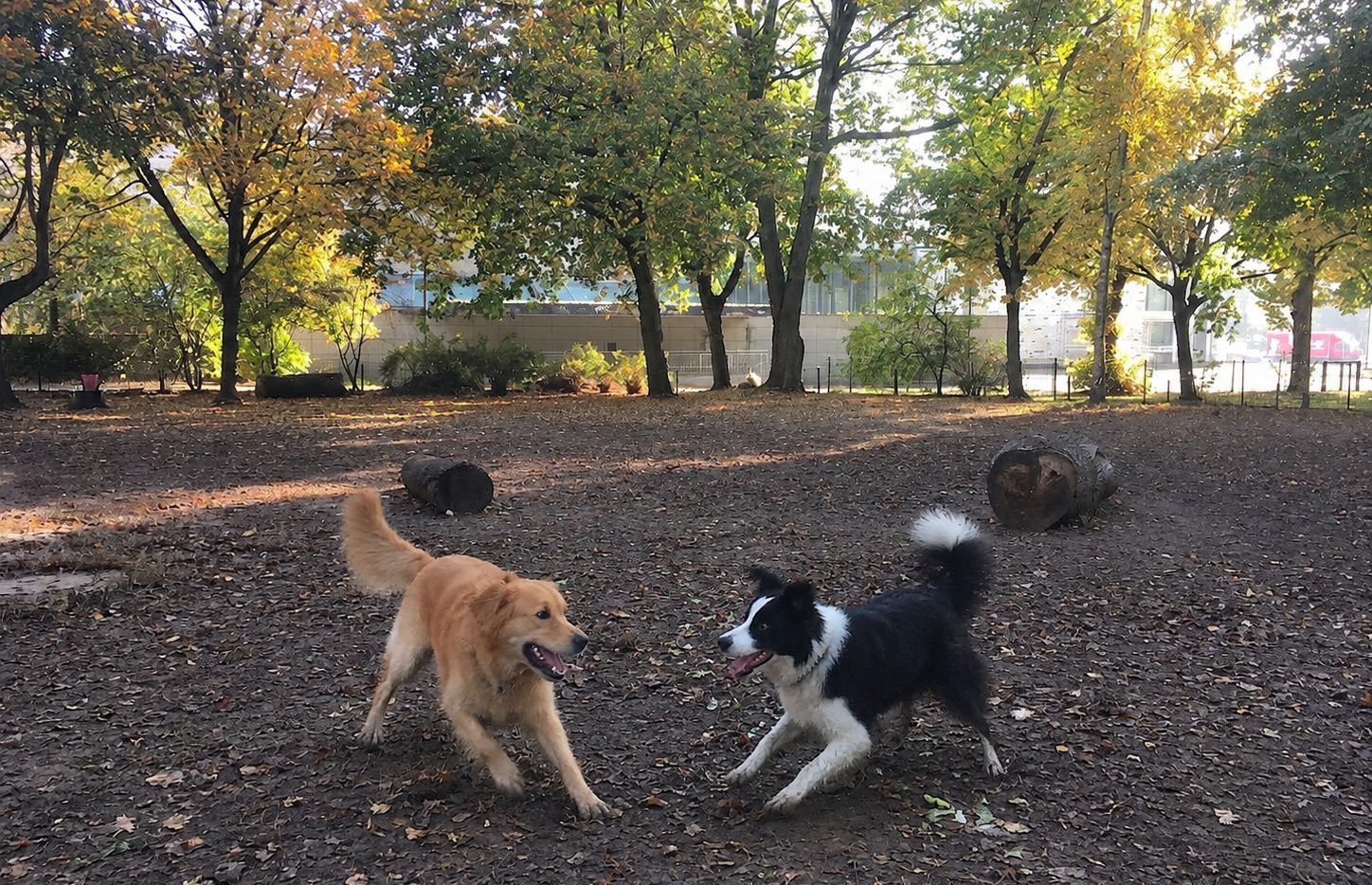 Hunde auf dem matschigen Auslauf zwischen Stämmen und Zaun