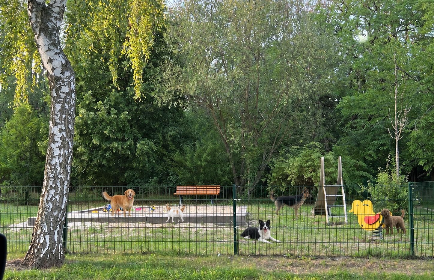 Hunde beim Spielen auf dem Gelände