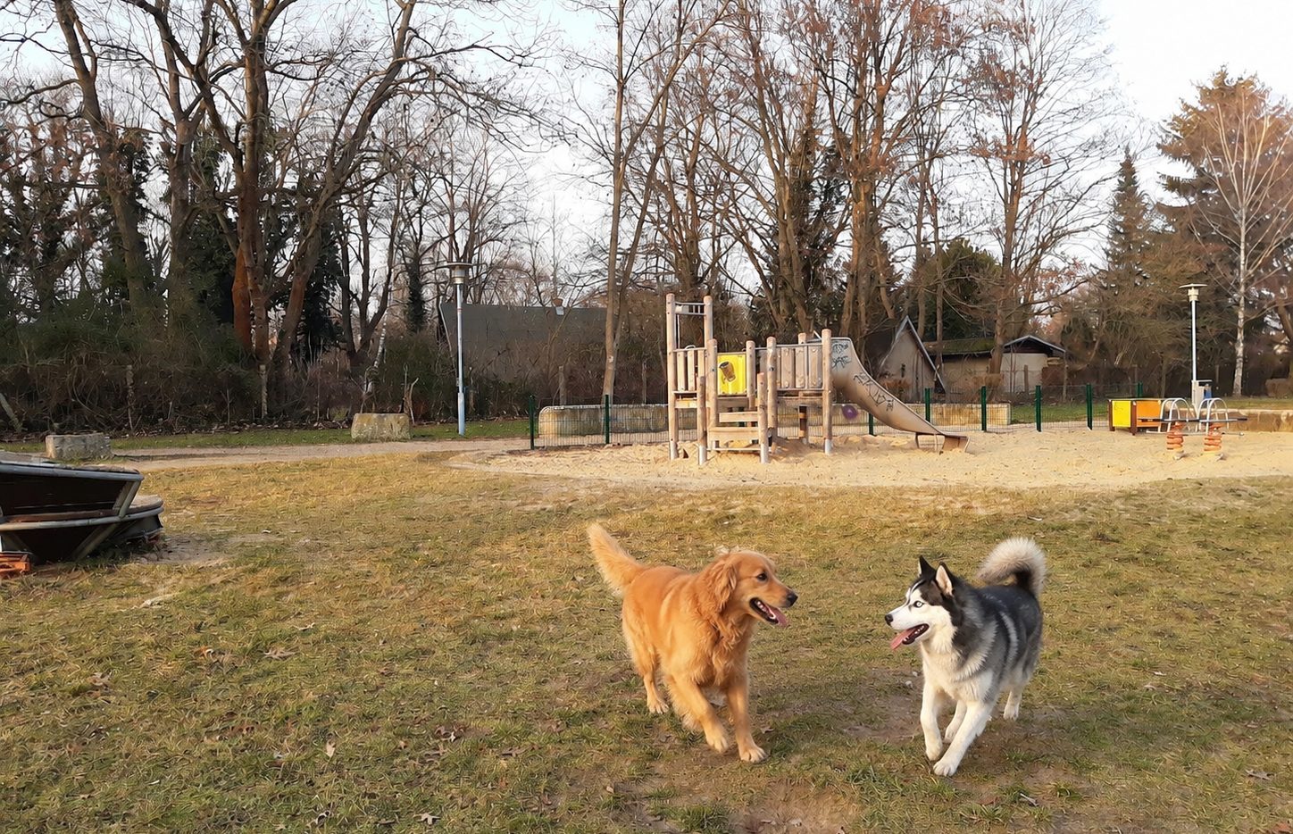 Hund auf dem Platz