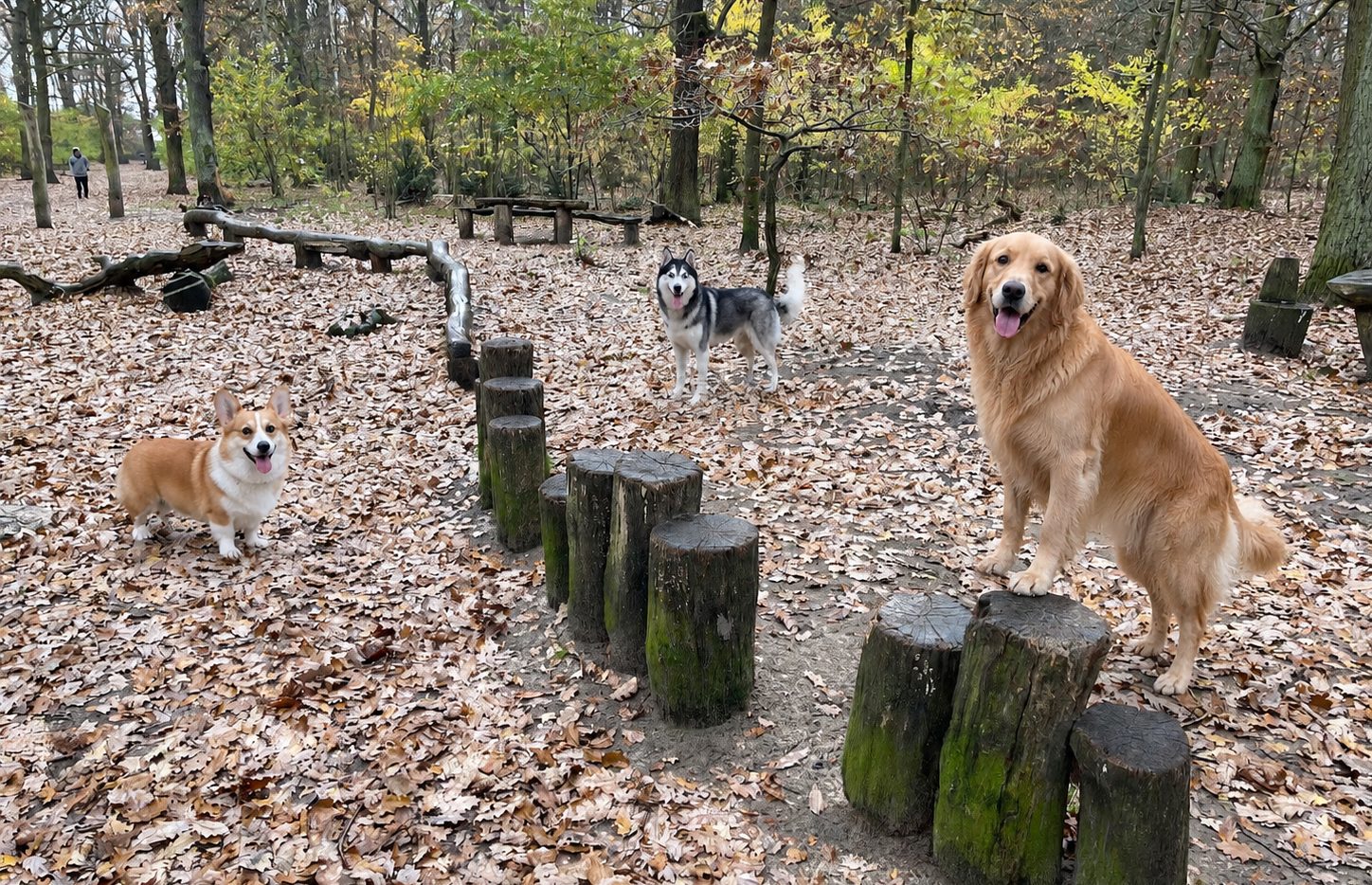 Hunde auf dem Spielplatz mit Geräten