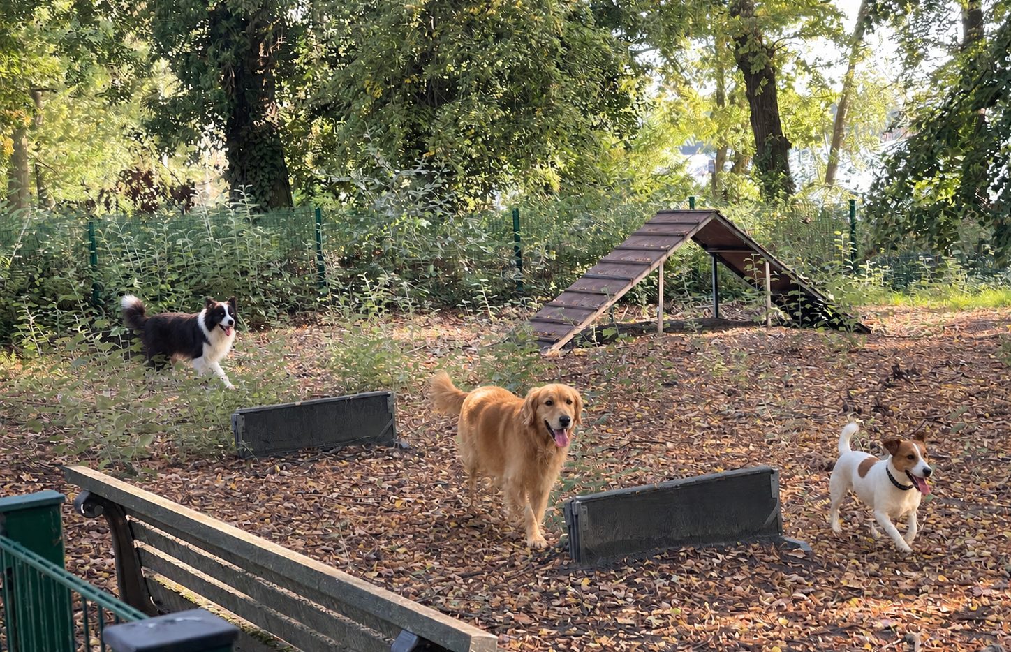 Hunde beim Spielen zwischen den Geräten