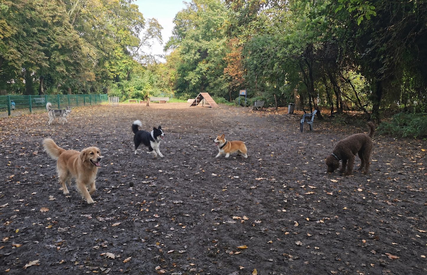 Hund auf dem Spielplatz