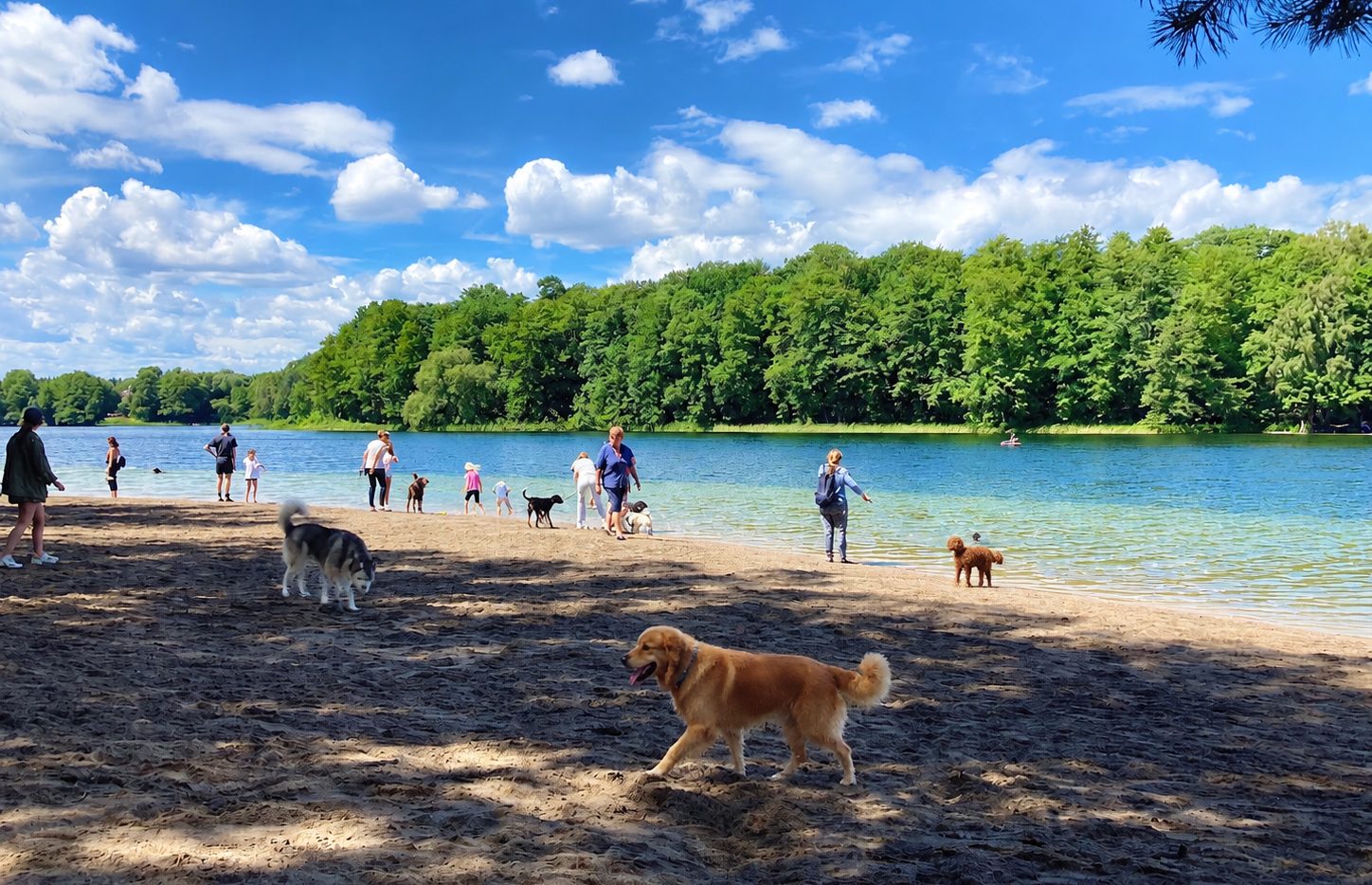 Hunde beim Spielen am Hundestrand