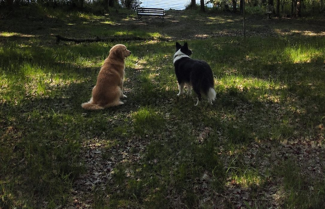 Hunde am Strand des Scharmützelsees