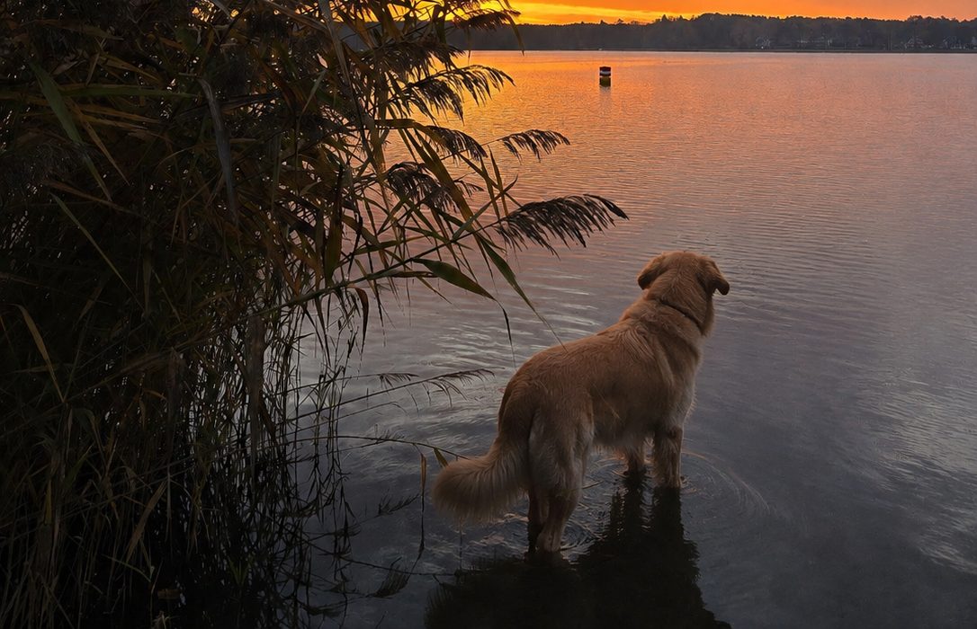 Hund am See