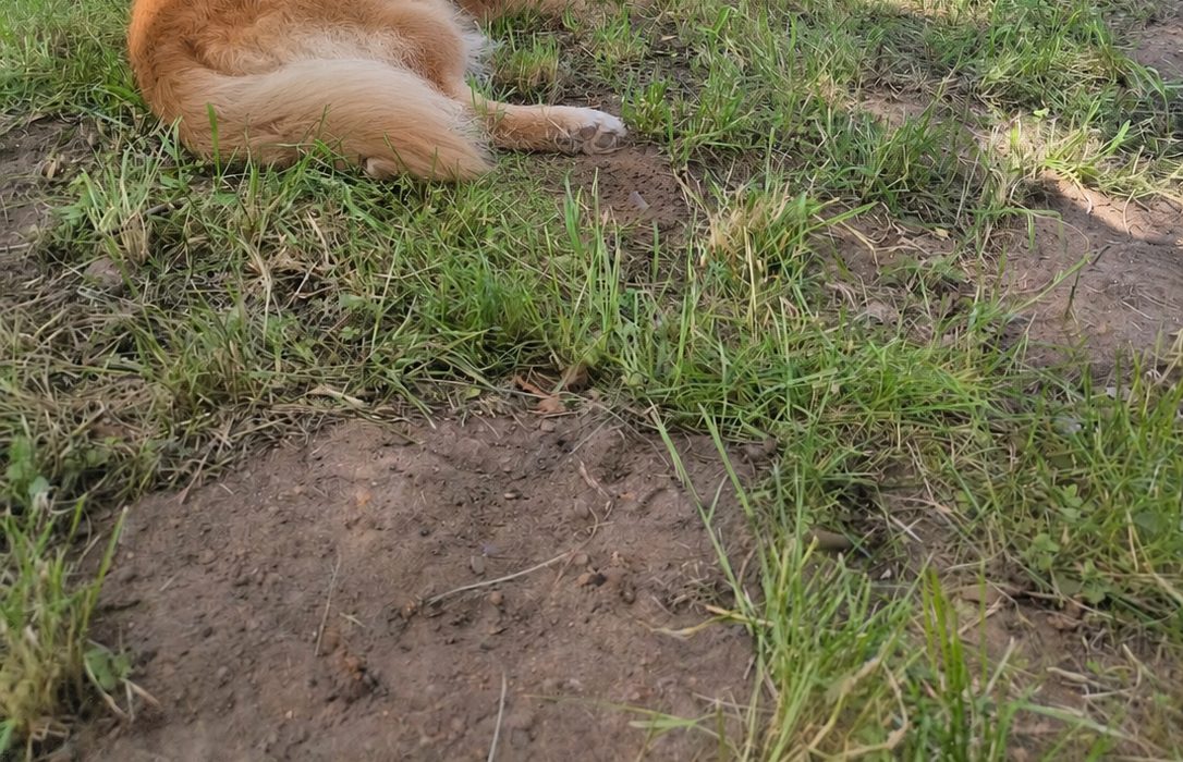 Hunde auf der Wiese in Gransee