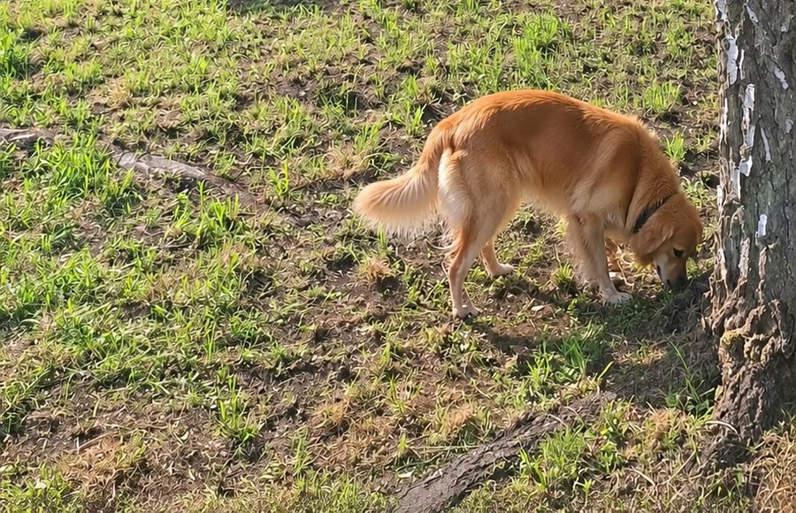 Hunde beim Spielen auf der Wiese