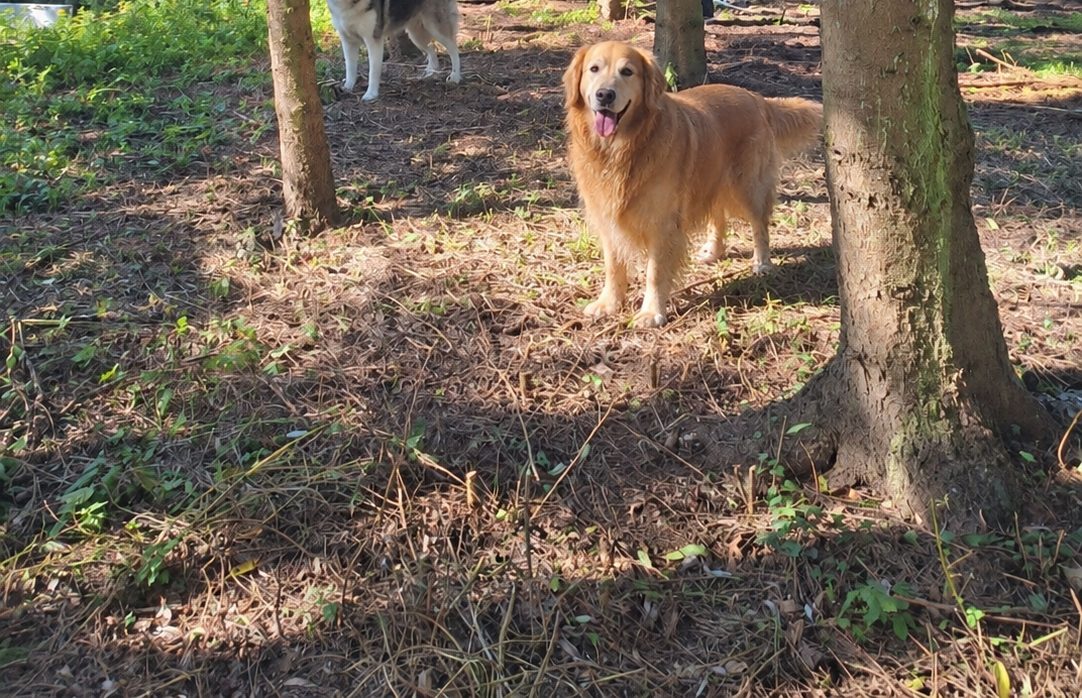 Hund auf der Wiese