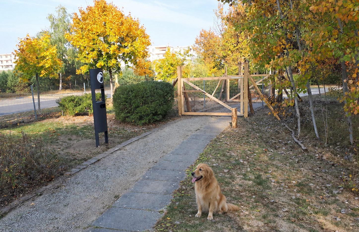 Hunde auf der Wiese in Bernau