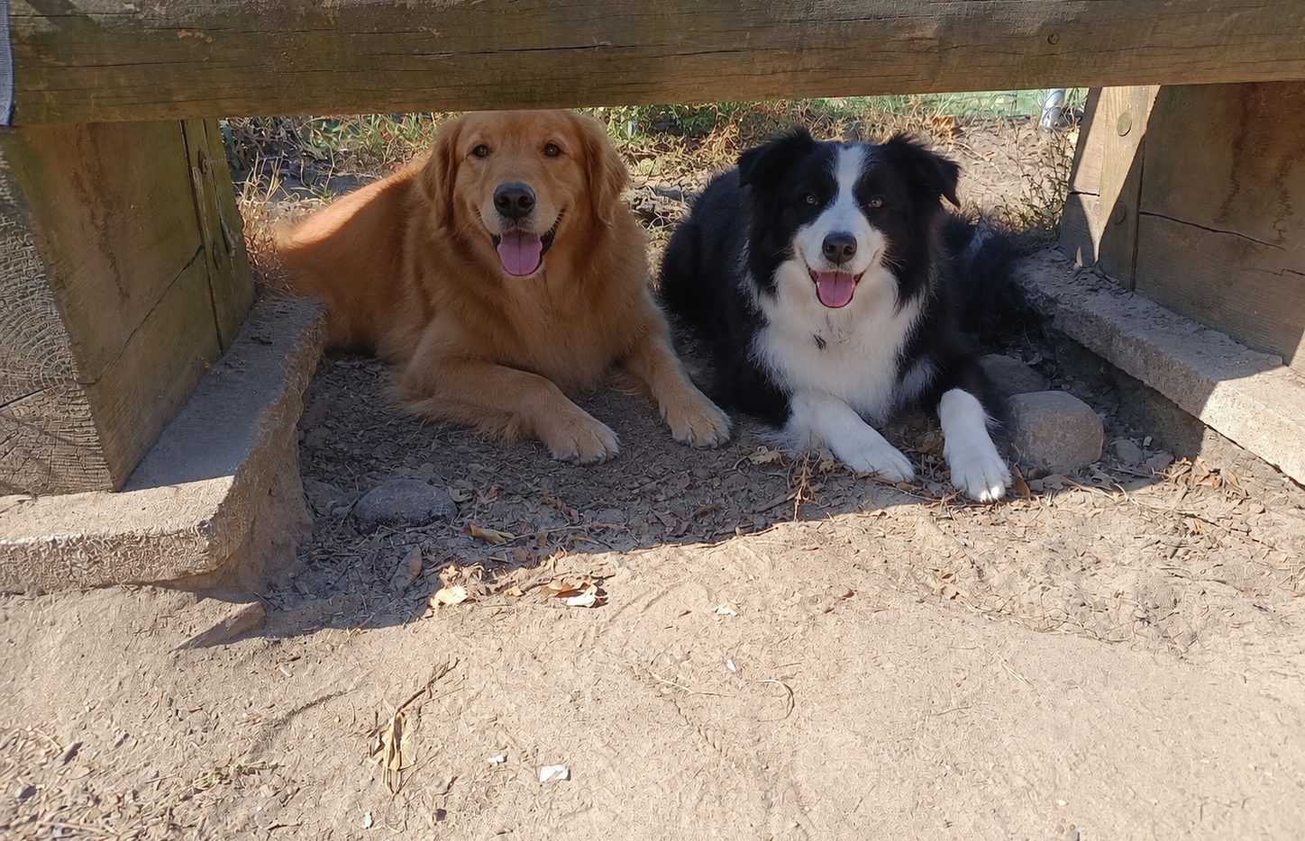 Hund auf der Wiese