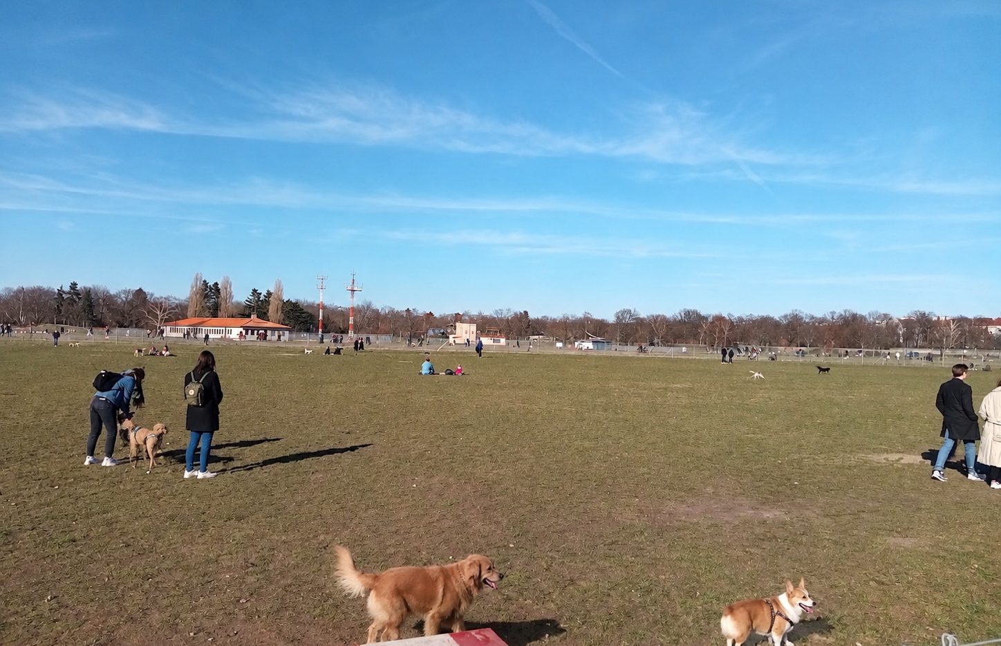 Hunde auf der großen Ost-Wiese des Tempelhofer Feldes