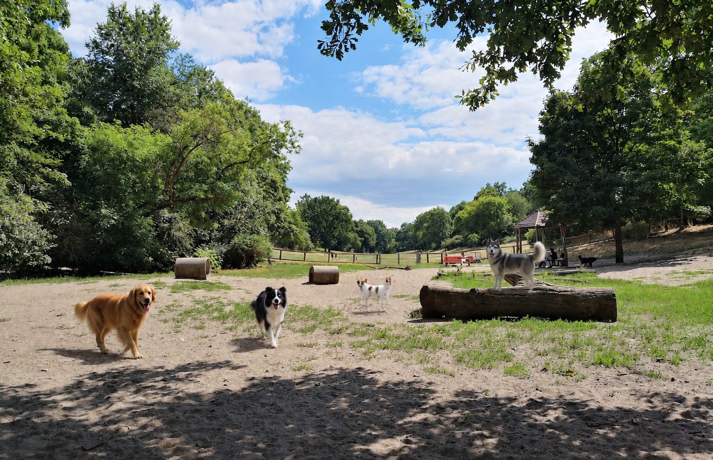 Hunde auf der weiten Wiese des Tempelhofer Feldes