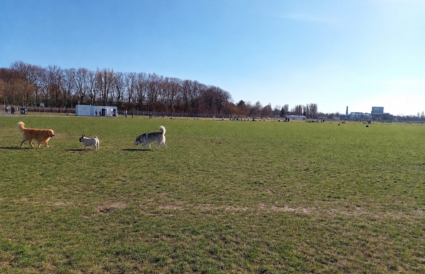 Hunde beim Spielen auf der Wiese