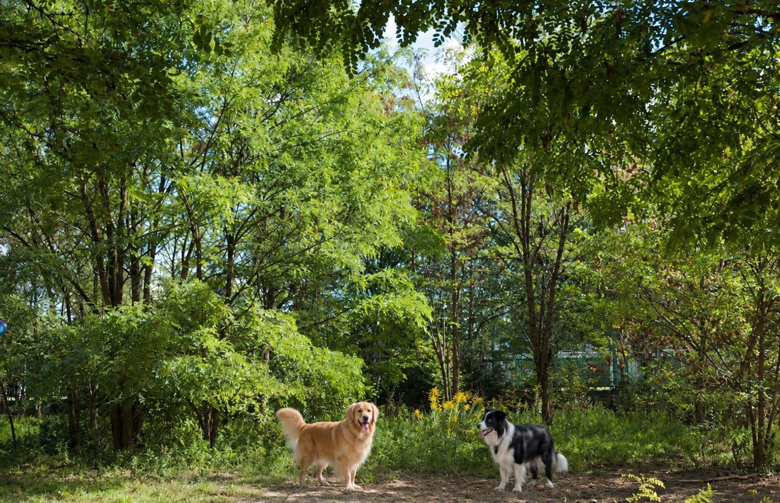 Hund auf der Wiese