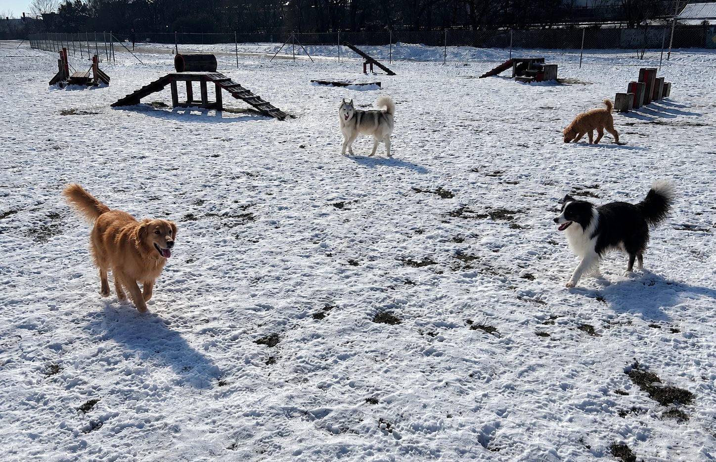 Hunde auf der weiten Wiese am Tempelhofer Damm