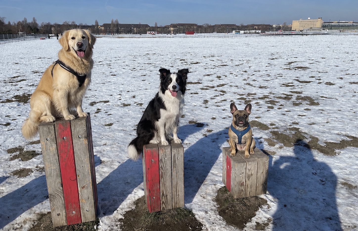 Hunde beim Spielen auf der Wiese