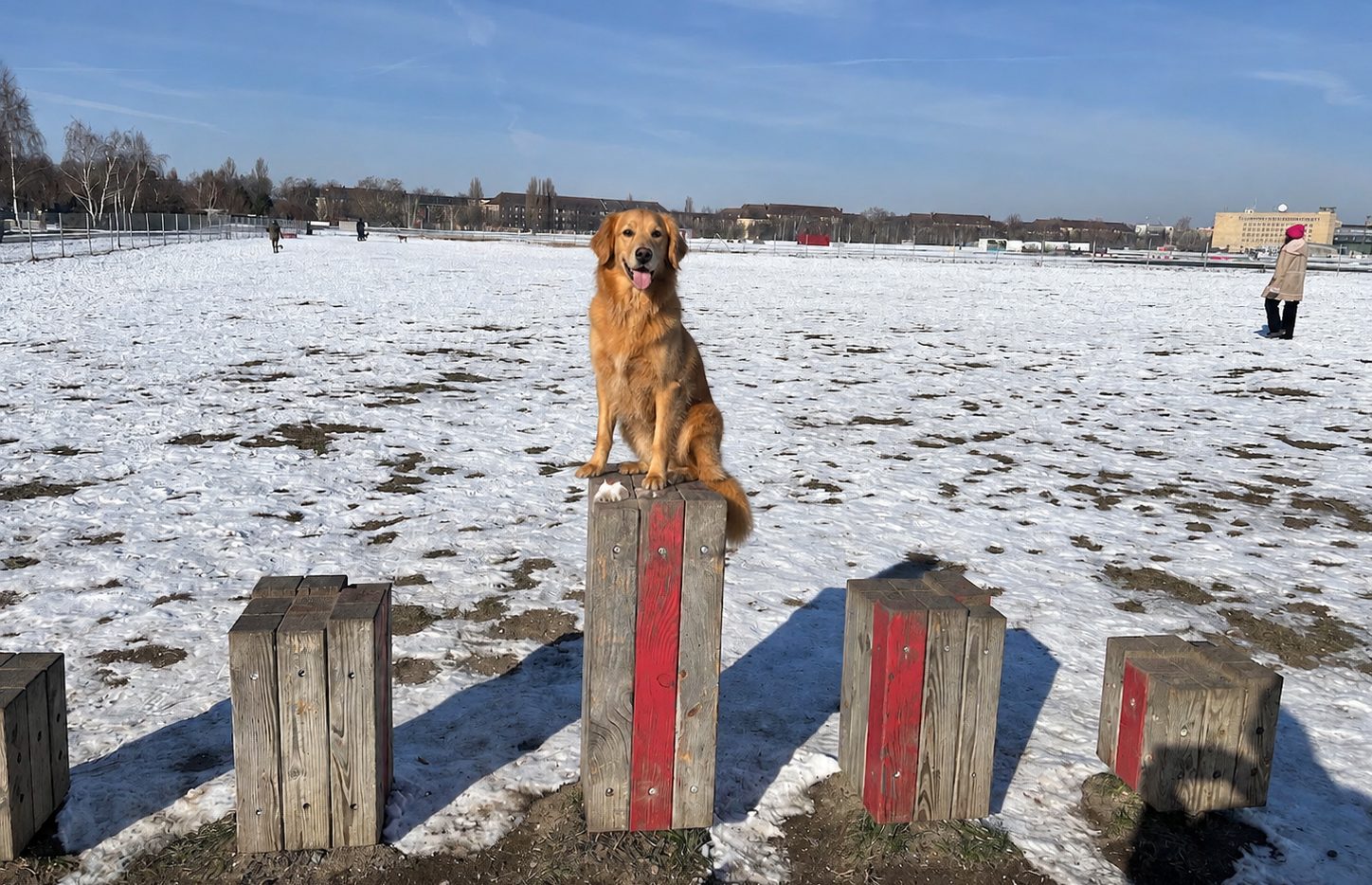 Hund auf der Wiese