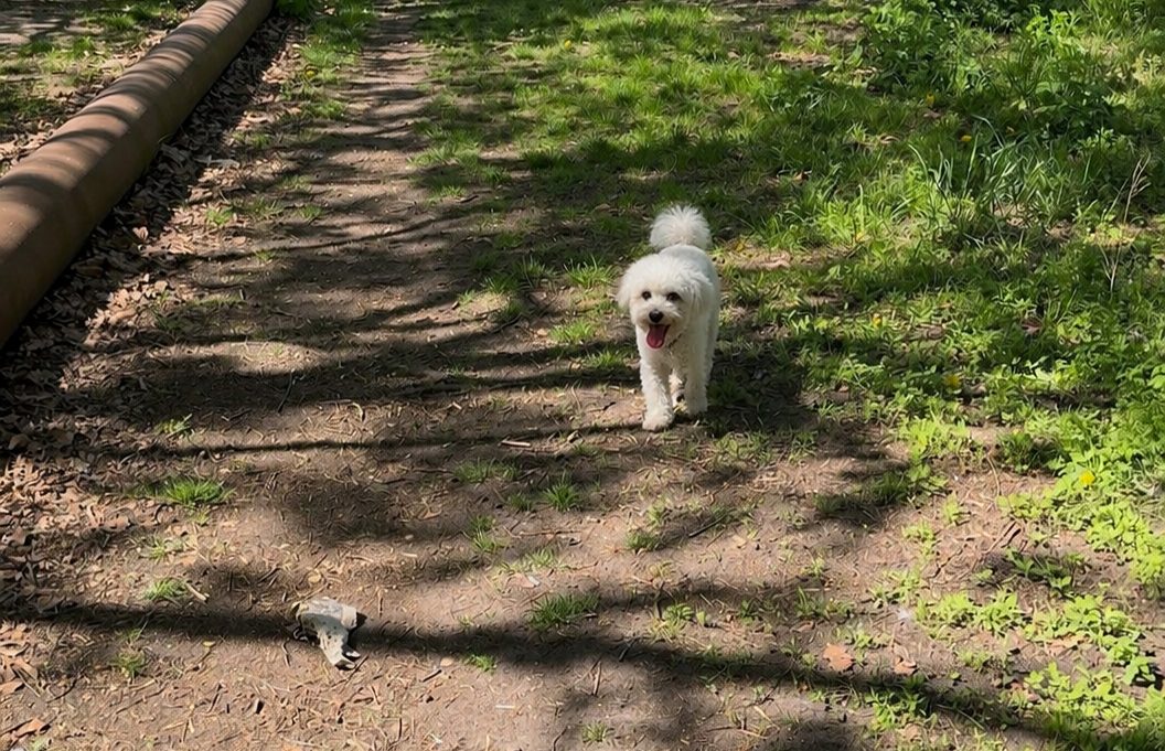 Kleiner Hund auf dem schattigen Weg zwischen Rohr und Bäumen