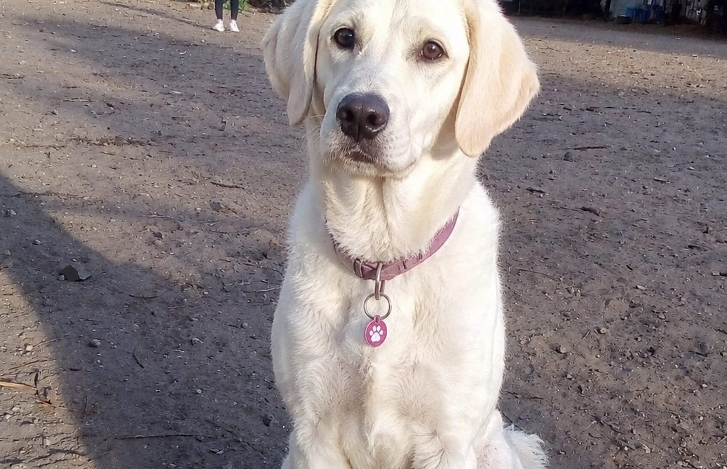 Heller Hund im Porträt auf dem Sandboden