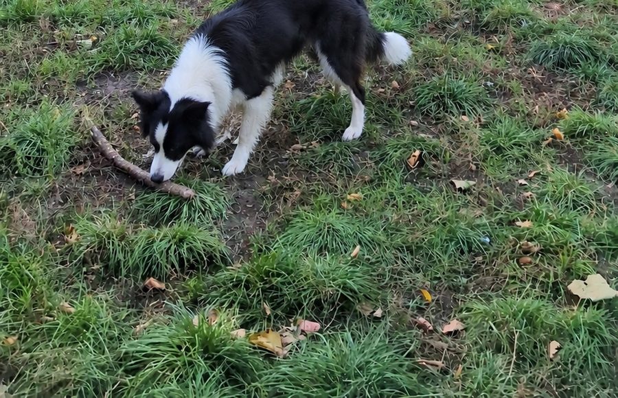 Hund schnüffelt am Stock auf der Wiese