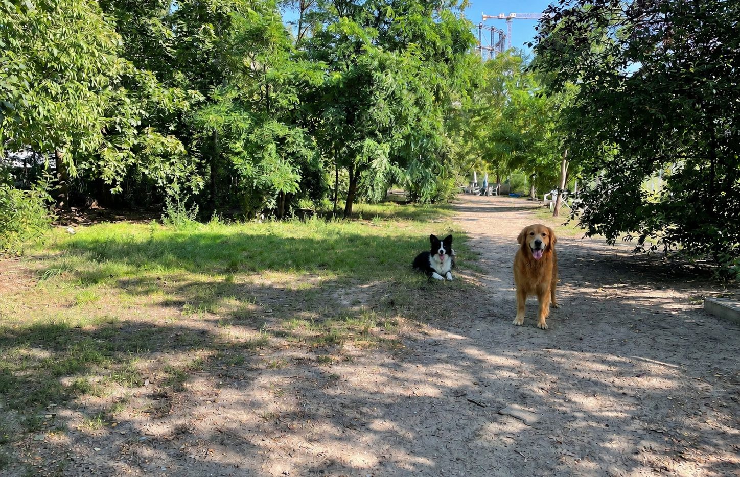 Hunde auf der Fläche des Vereinsplatzes