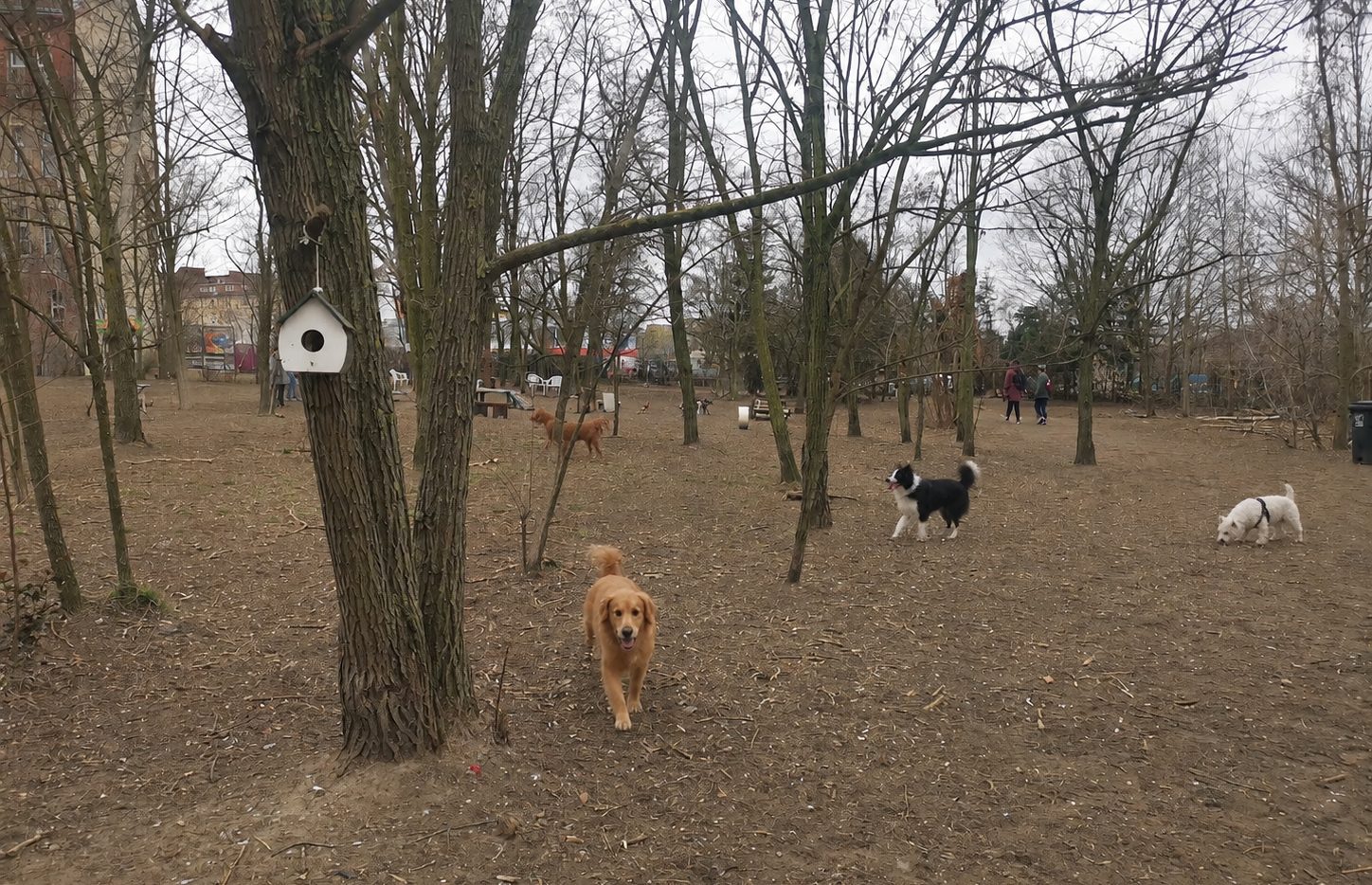 Hunde beim Spielen auf dem Gelände