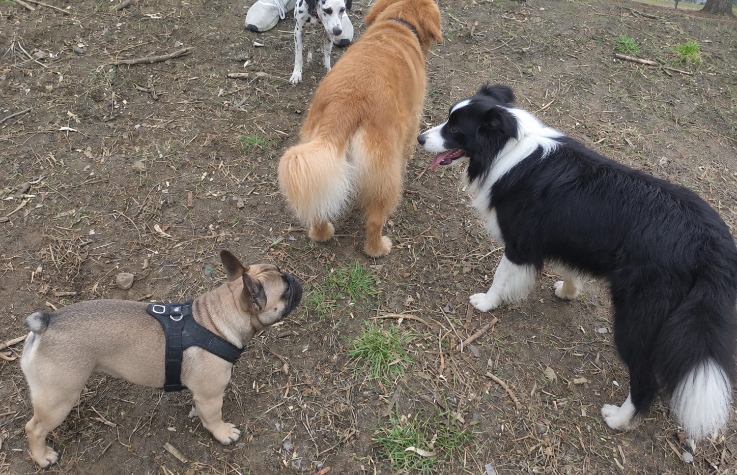Hund auf dem Platz