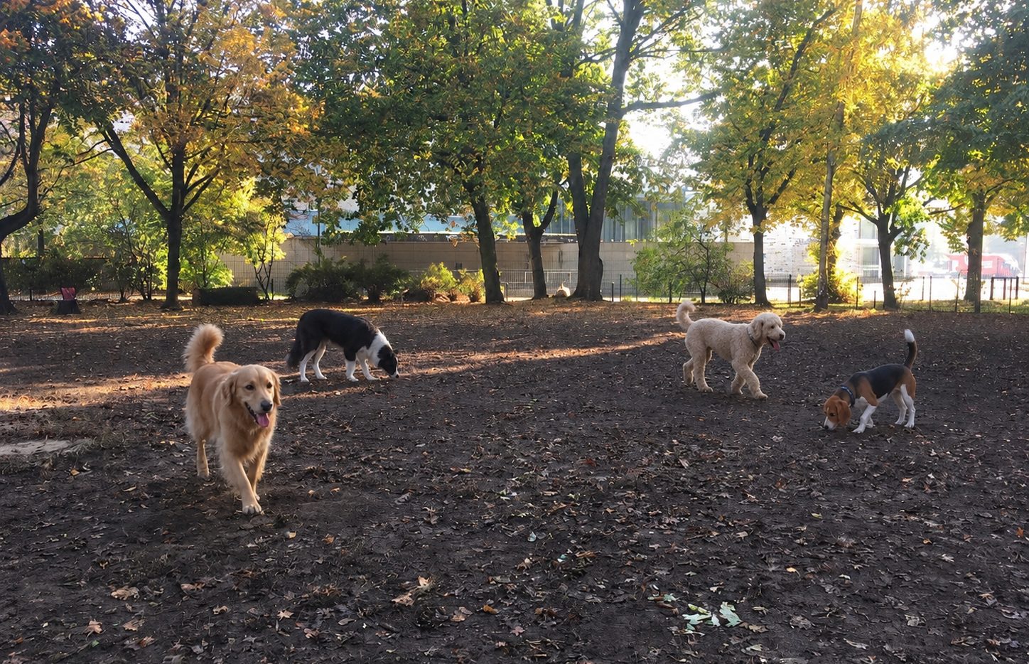 Hunde auf der Fläche des Auslaufs