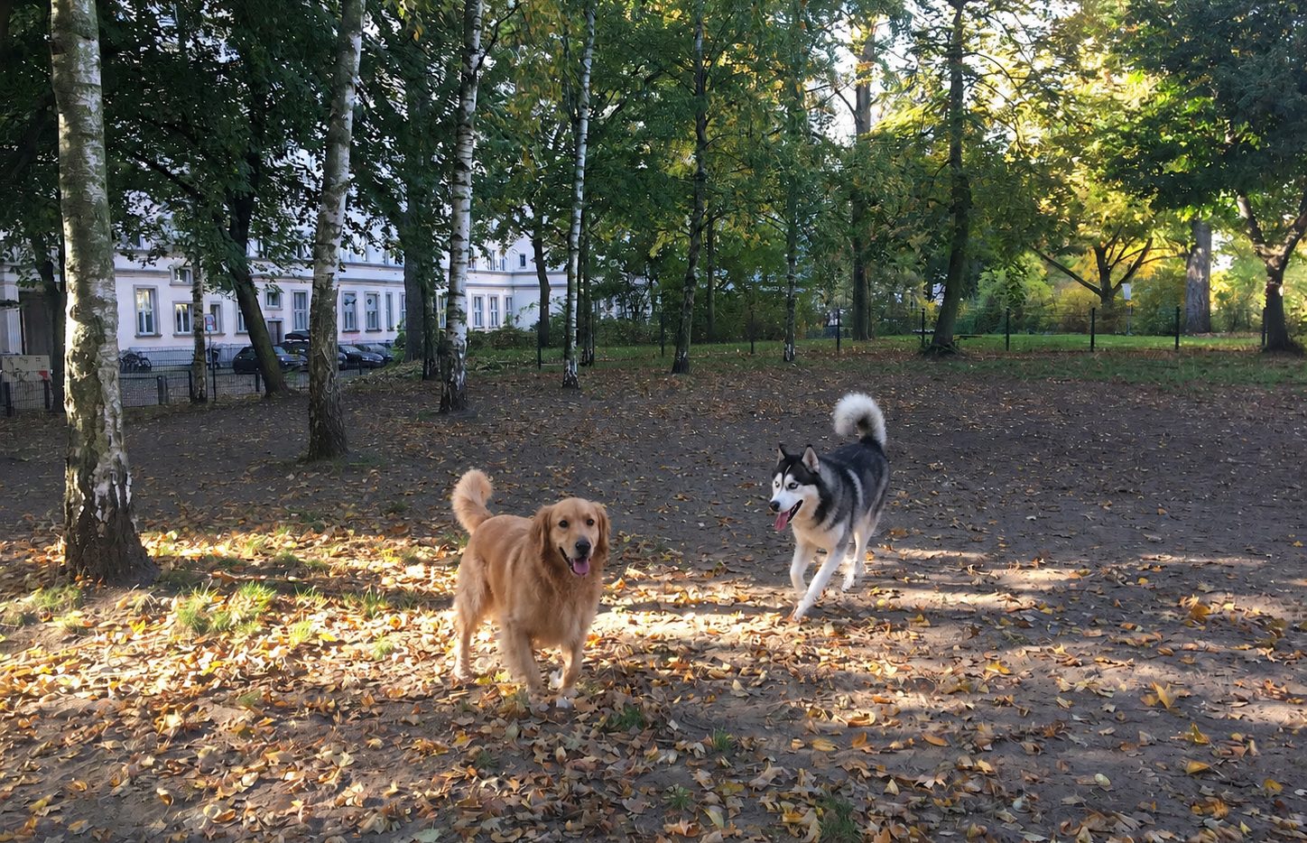 Hunde beim Spielen auf dem Gelände