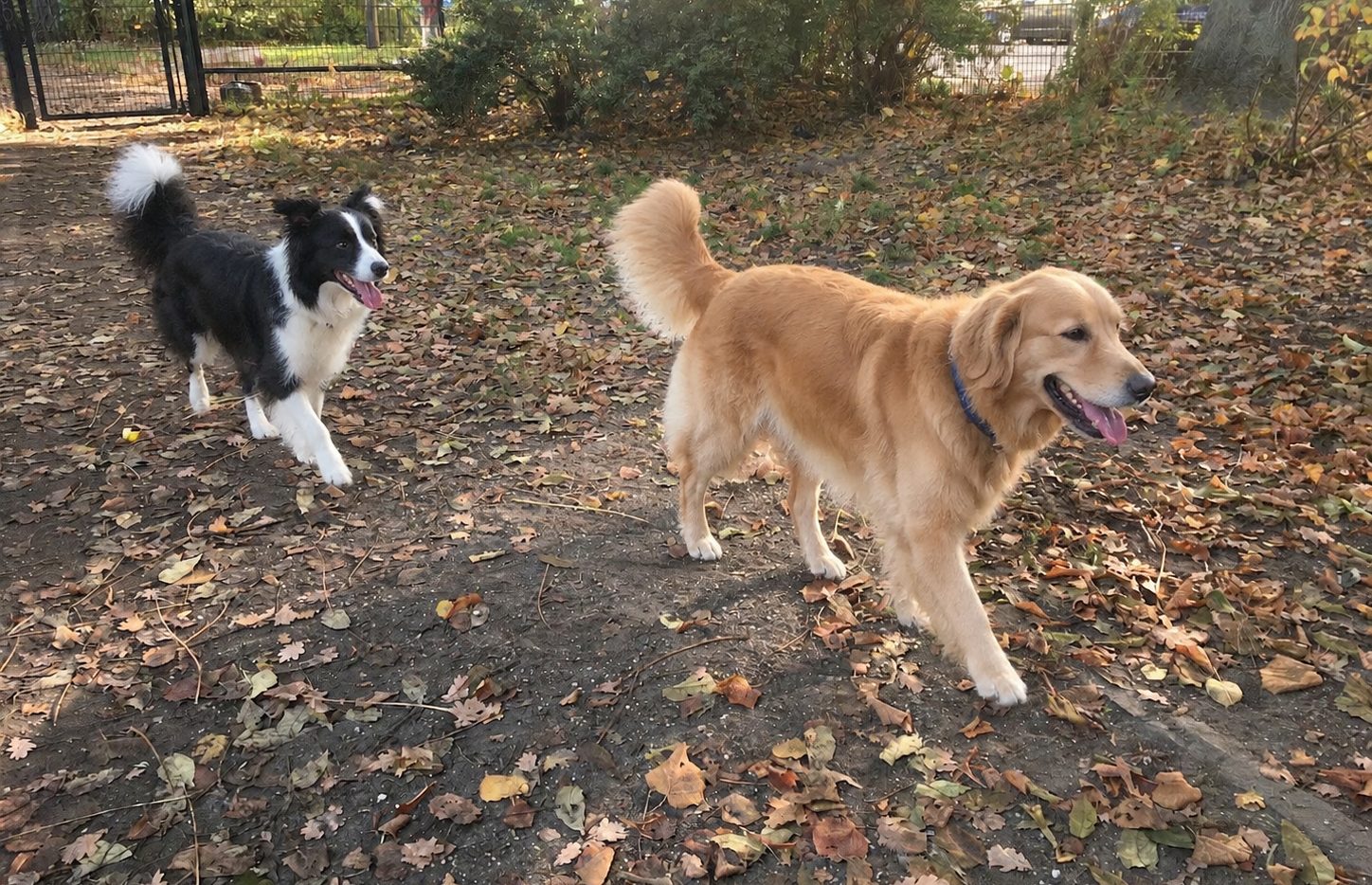 Hund auf dem Platz