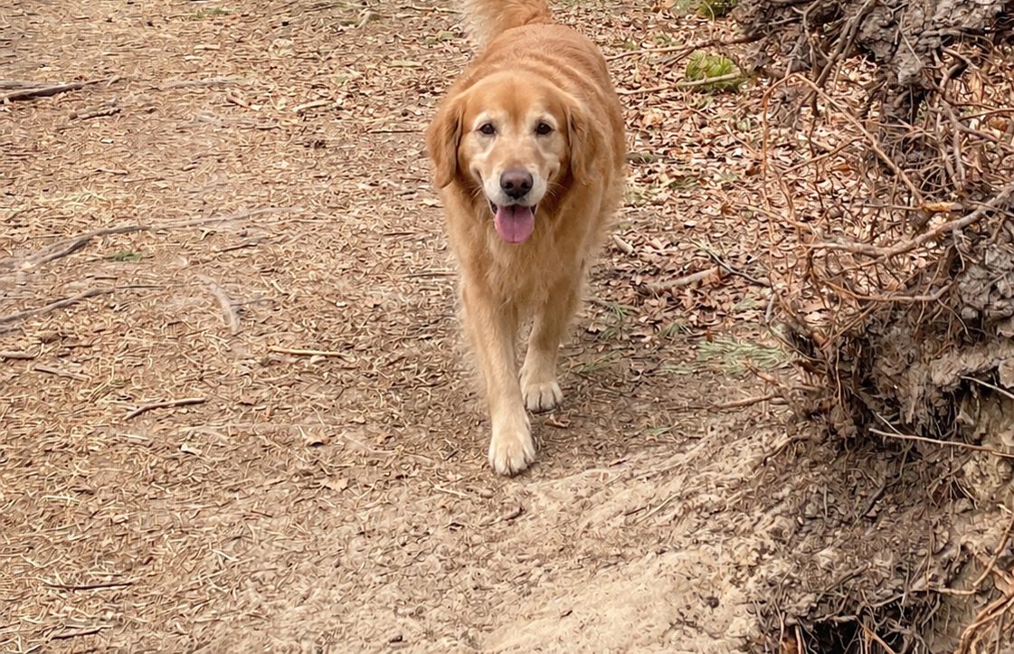 Hunde auf den Waldwegen am Königsweg