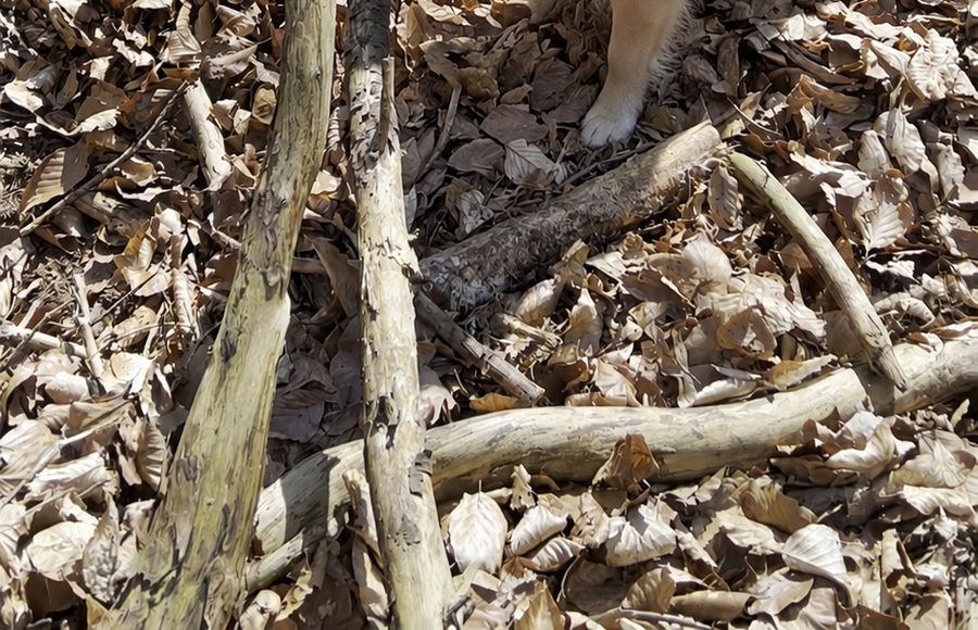 Hunde beim Spielen im Waldgebiet