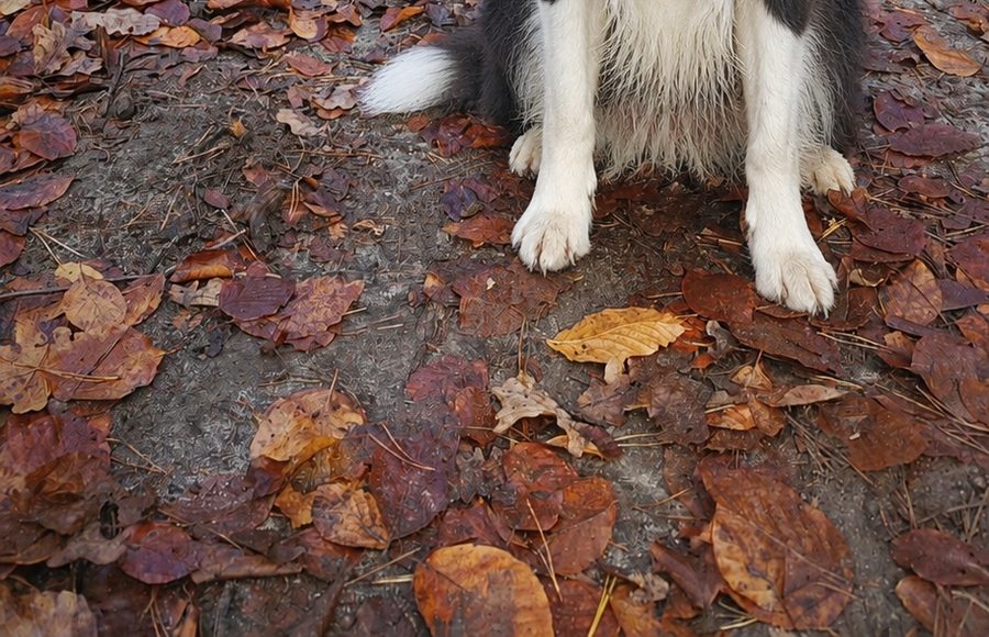 Hund im Wald