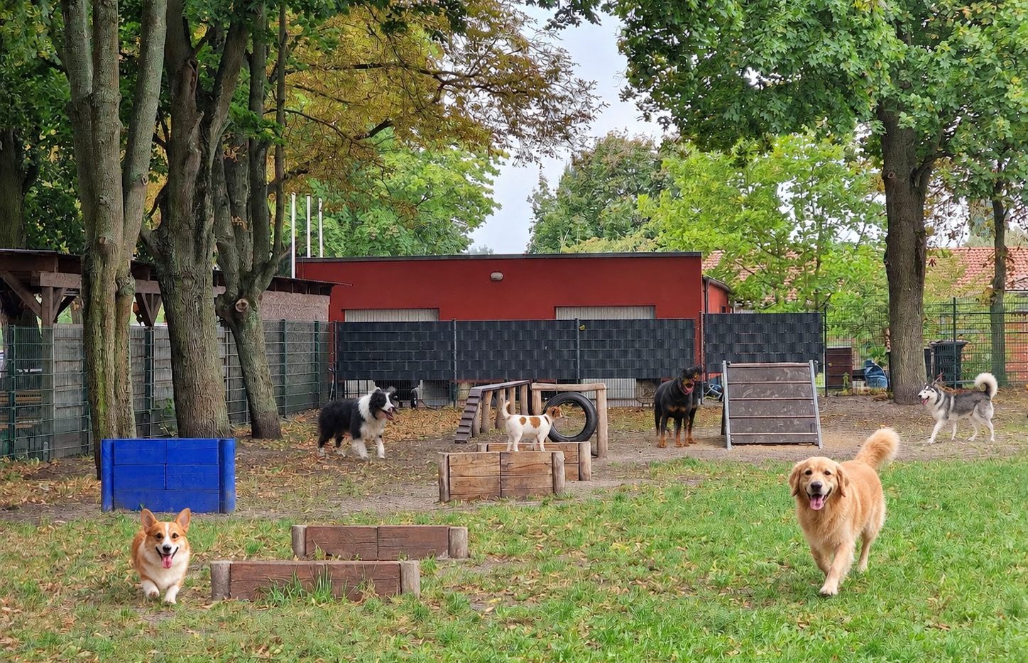 Hunde auf der Wiese des Auslaufgebiets