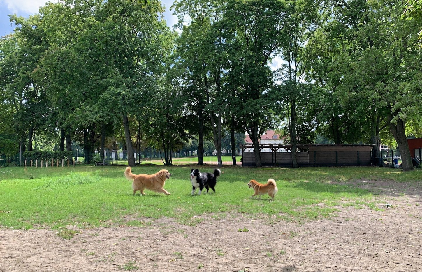 Hunde beim Spielen auf dem Gelände