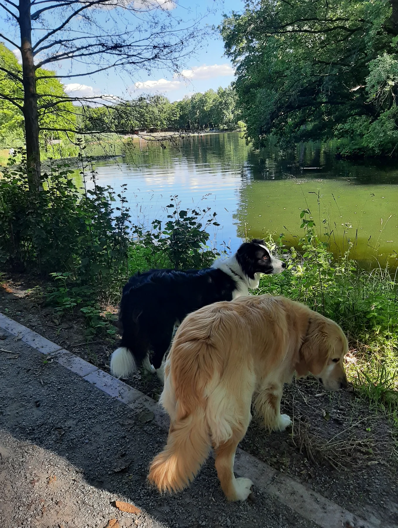 Hund auf einem Weg neben dem Wasser