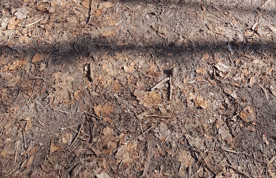 Hunde auf den Waldwegen im Düppeler Forst