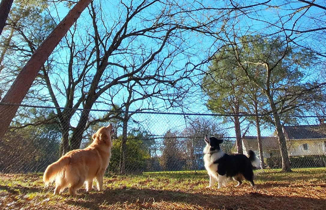 Hunde beim Spielen im Waldgebiet