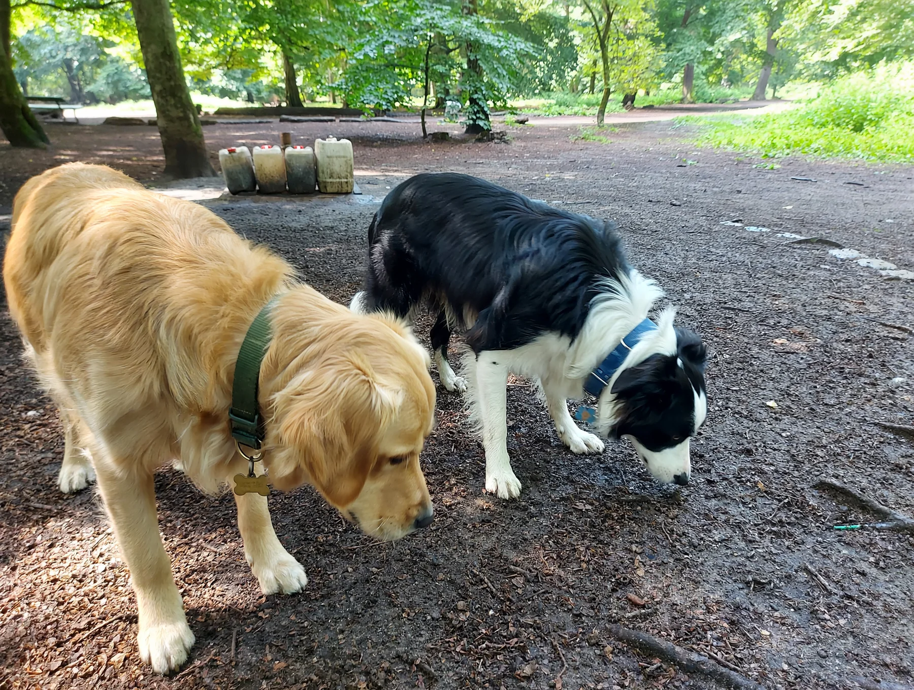 Kleiner Hund vor mehreren Kanistern auf der Hundewiese