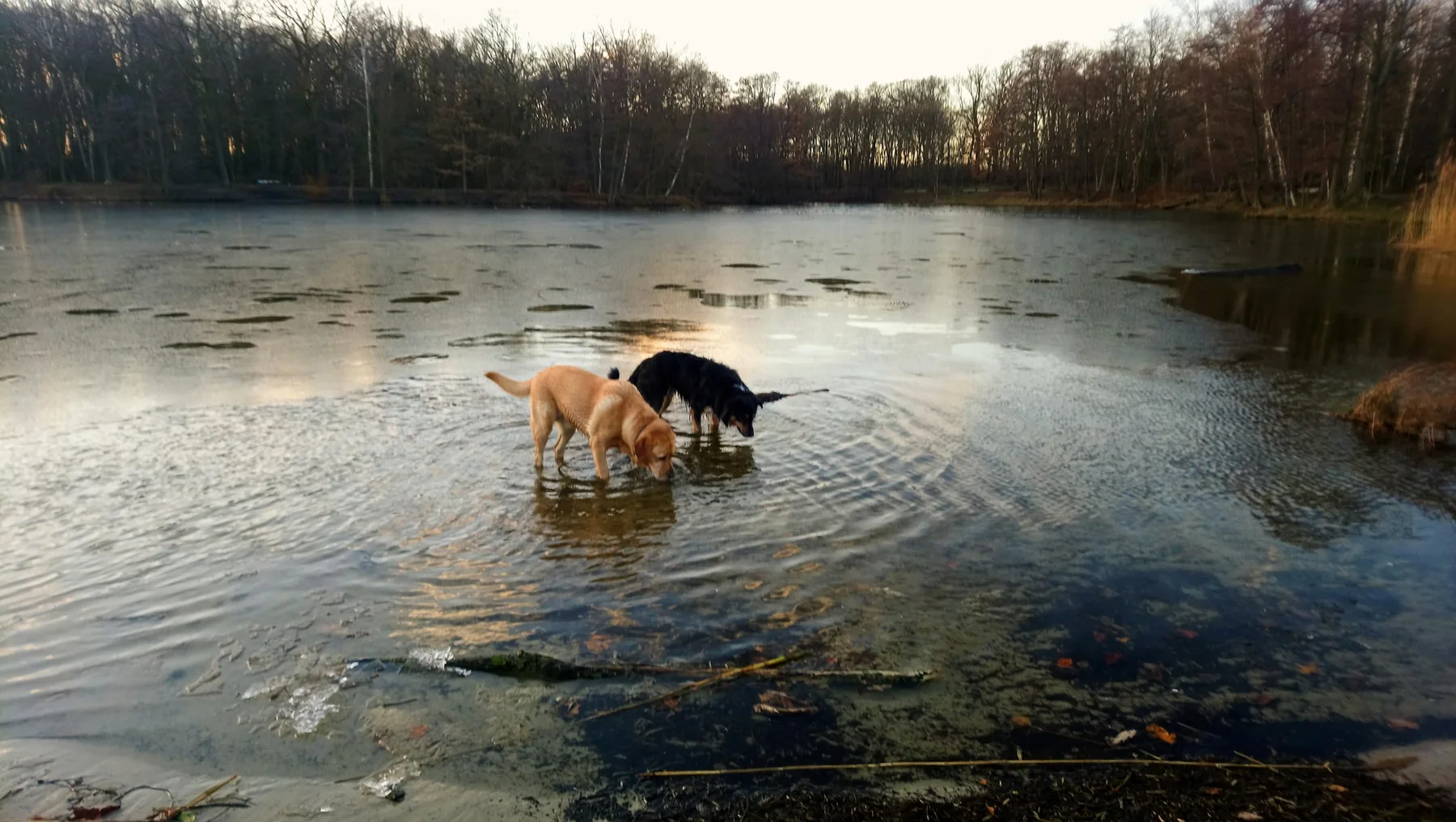 Hund auf einer teilweise zugefrorenen Wasserfläche im Winter