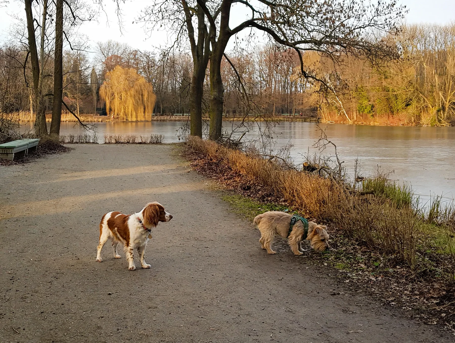 Hund auf einem Weg an einem winterlichen Gewässer